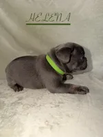 HELENA, a female French Bulldog for sale in Colorado Springs, CO – 2 of 6