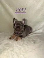 JUNY , a female French Bulldog for sale in Colorado Springs, CO – 3 of 6
