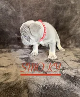SMOKY, a female French Bulldog for sale in Denver, CO – 3 of 7