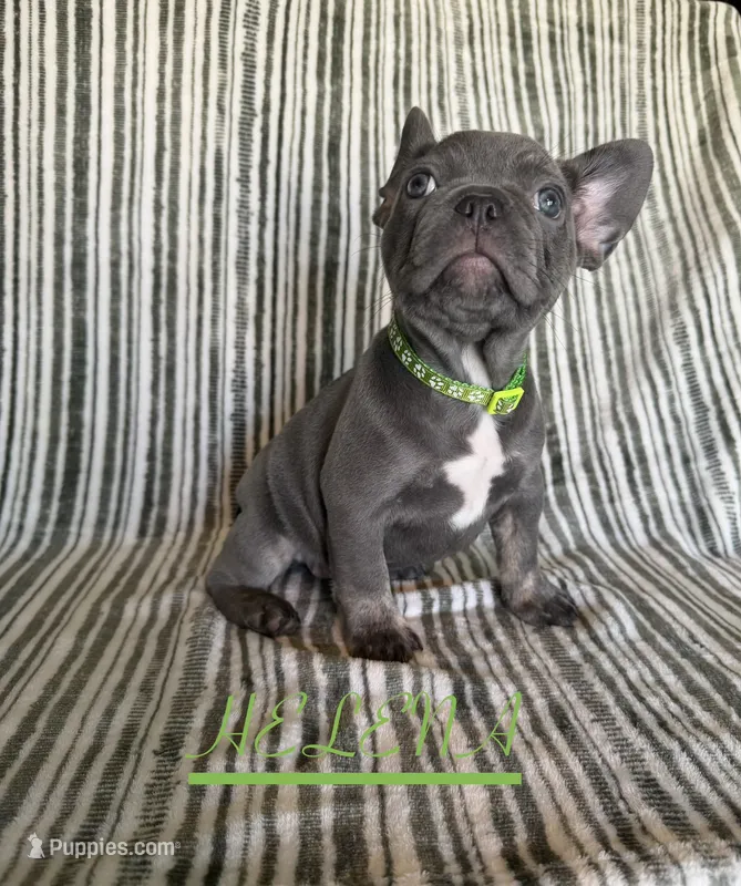 HELENA – French Bulldog puppy for sale in Temecula, CA