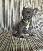 HELENA (Colorado), a female French Bulldog for sale in Oceanside, CA – 1 of 8