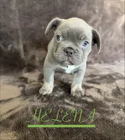 HELENA, a female French Bulldog for sale in Denver, CO – 2 of 7