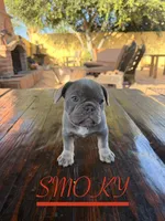 SMOKY (California), a female French Bulldog for sale in Oceanside, CA – 2 of 9