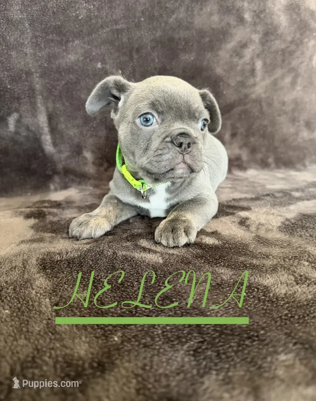 HELENA – French Bulldog puppy for sale in San Diego, CA