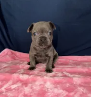 KUMA , a female French Bulldog for sale in Fountain, CO – 2 of 4