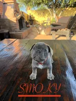 SMOKY (California), a female French Bulldog for sale in Oceanside, CA – 3 of 9