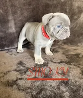 SMOKY, a female French Bulldog for sale in Denver, CO – 2 of 7