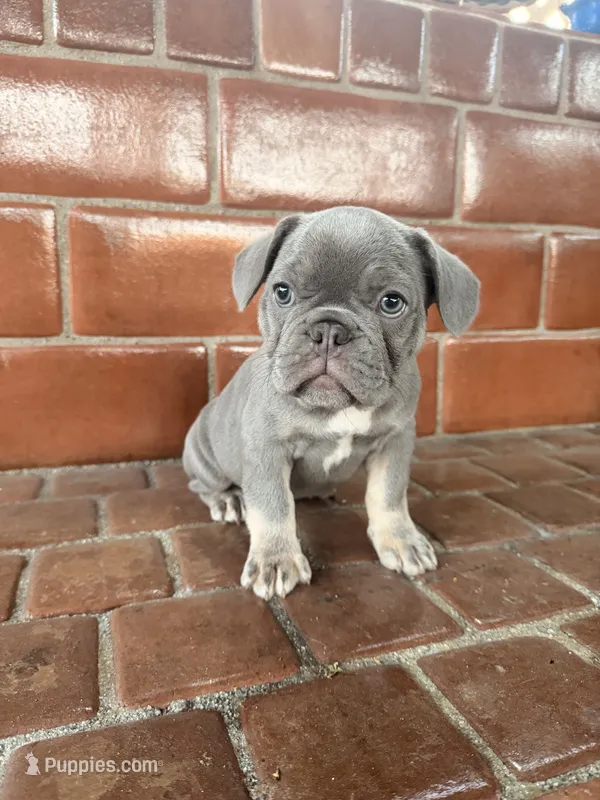 SMOKY (California) – French Bulldog puppy for sale in San Diego, CA