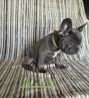 HELENA (Colorado), a female French Bulldog for sale in Oceanside, CA – 3 of 8