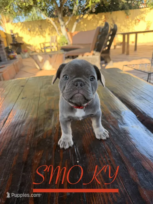 SMOKY – French Bulldog puppy for sale in Temecula, CA