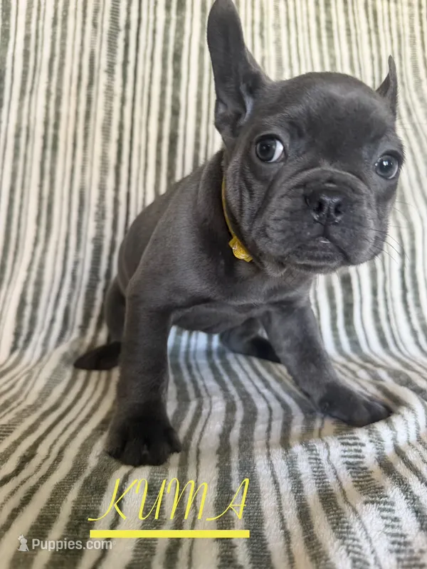 KUMA  – French Bulldog puppy for sale in Temecula, CA