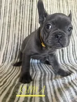 KUMA (Colorado), a female French Bulldog for sale in Oceanside, CA – 1 of 8