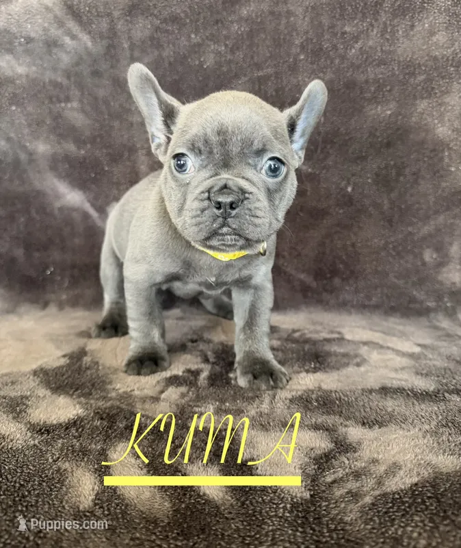 KUMA  – French Bulldog puppy for sale in San Diego, CA