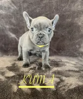 KUMA , a female French Bulldog for sale in Denver, CO – 1 of 7