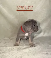 SMOKY, a female French Bulldog for sale in Colorado Springs, CO – 3 of 6