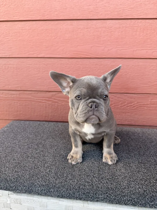 SMOKY  – French Bulldog puppy on hold in Colorado Springs, CO