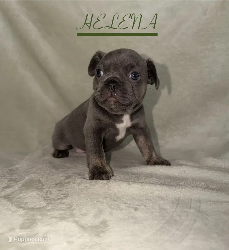 HELENA – French Bulldog puppy for sale in Colorado Springs, CO