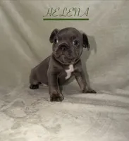 HELENA, a female French Bulldog for sale in Colorado Springs, CO – 1 of 6