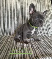 HELENA (Colorado), a female French Bulldog for sale in Oceanside, CA – 2 of 8