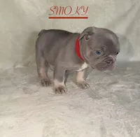 SMOKY, a female French Bulldog for sale in Colorado Springs, CO – 2 of 6