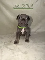 HELENA, a female French Bulldog for sale in Colorado Springs, CO – 3 of 6