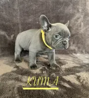 KUMA , a female French Bulldog for sale in Denver, CO – 3 of 7