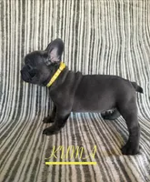 KUMA (Colorado), a female French Bulldog for sale in Oceanside, CA – 2 of 8