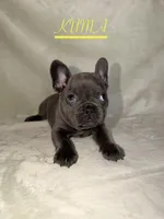 KUMA , a female French Bulldog for sale in Colorado Springs, CO – 3 of 6