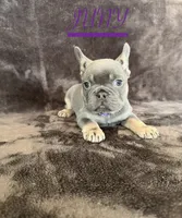 JUNY , a female French Bulldog for sale in San Diego, CA – 2 of 7