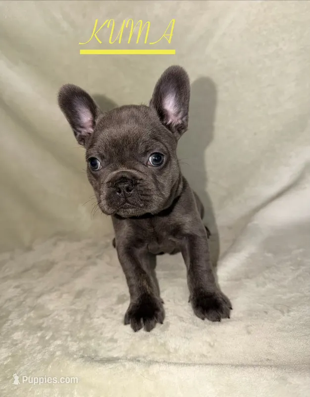KUMA  – French Bulldog puppy for sale in Colorado Springs, CO