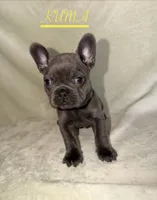 KUMA , a female French Bulldog for sale in Colorado Springs, CO – 1 of 6