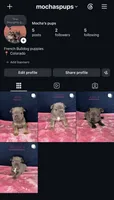 JUNY , a female French Bulldog for sale in Fountain, CO – 2 of 3