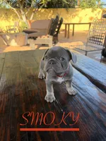 SMOKY (California), a female French Bulldog for sale in Oceanside, CA – 4 of 9