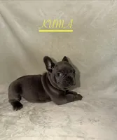 KUMA , a female French Bulldog for sale in Colorado Springs, CO – 2 of 6
