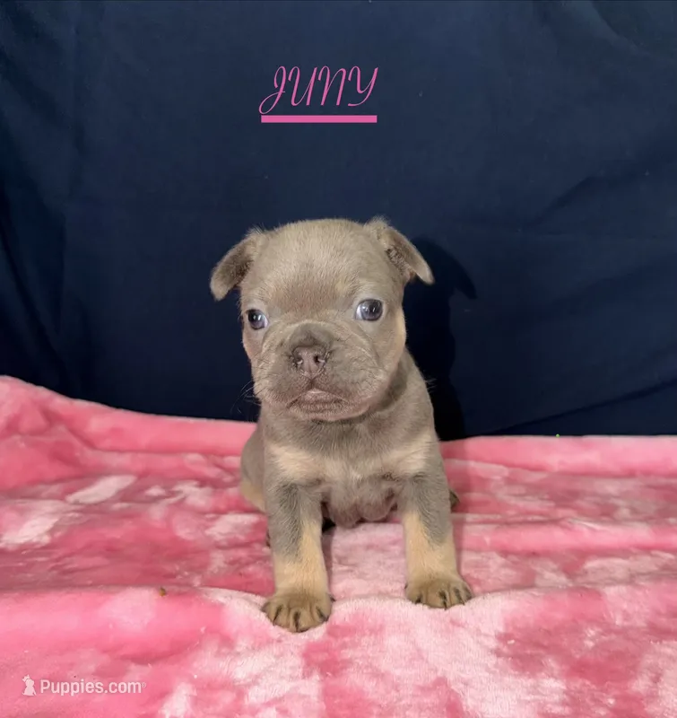 JUNY  – French Bulldog puppy for sale in Fountain, CO