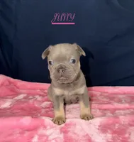 JUNY , a female French Bulldog for sale in Fountain, CO – 1 of 3