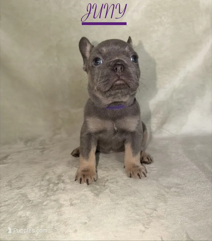 JUNY  – French Bulldog puppy for sale in Colorado Springs, CO