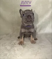 JUNY , a female French Bulldog for sale in Colorado Springs, CO – 1 of 6