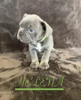 HELENA, a female French Bulldog for sale in Denver, CO – 3 of 7