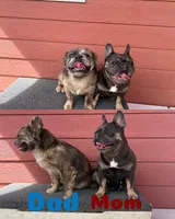HELENA, a female French Bulldog for sale in Colorado Springs, CO – 6 of 6