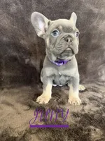 JUNY , a female French Bulldog for sale in San Diego, CA – 3 of 7