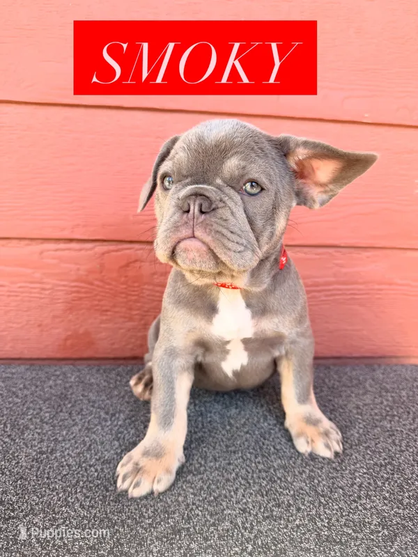 SMOKY  – French Bulldog puppy for sale in Denver, CO