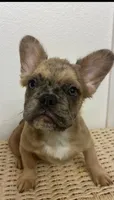 Kylo, a male French Bulldog for sale in Palm Springs, CA – 3 of 4