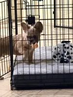 Kylo, a male French Bulldog for sale in Palm Springs, CA – 1 of 4