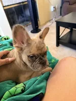 Kylo, a male French Bulldog for sale in Palm Springs, CA – 2 of 4