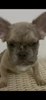 Kylo, a male French Bulldog for sale in Palm Springs, CA – 4 of 4