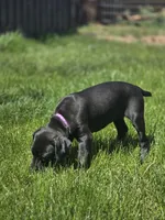 Geillis, a female German Shorthaired Pointer for sale in Spokane Valley, WA – 5 of 7