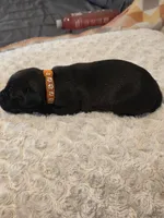 Brianna, a female Black Mouth Cur and German Shorthaired Pointer for sale in Spokane Valley, WA – Photo 3 of 3