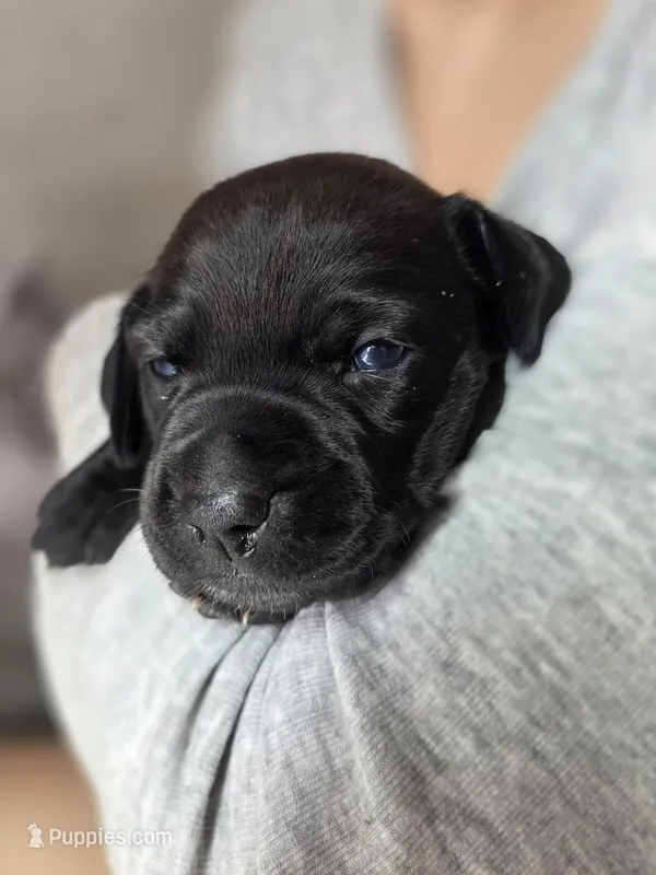 Brianna – Black Mouth Cur, German Shorthaired Pointer puppy for sale in Spokane Valley, WA