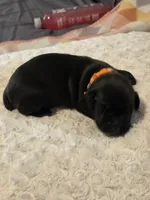 Brianna, a female Black Mouth Cur and German Shorthaired Pointer for sale in Spokane Valley, WA – Photo 2 of 3